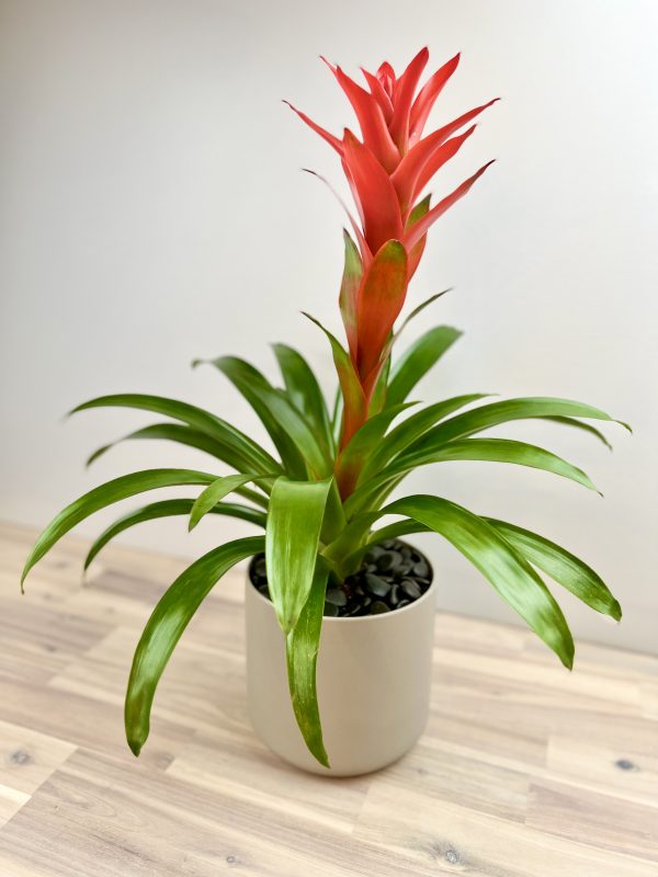 Plant Bromeliad