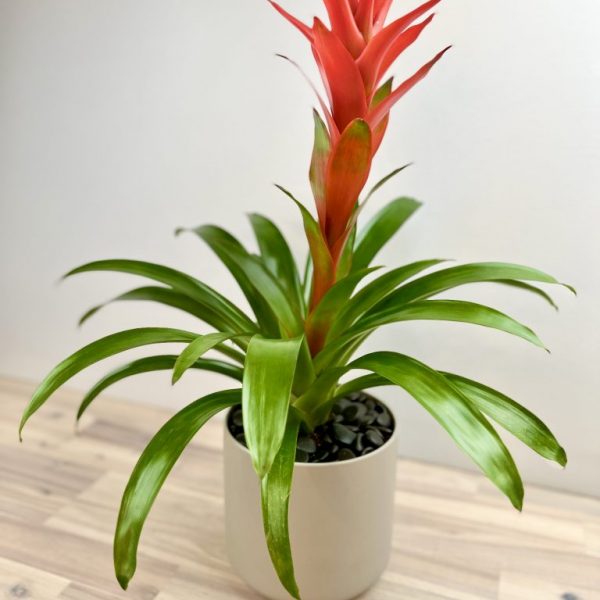 Plant Bromeliad