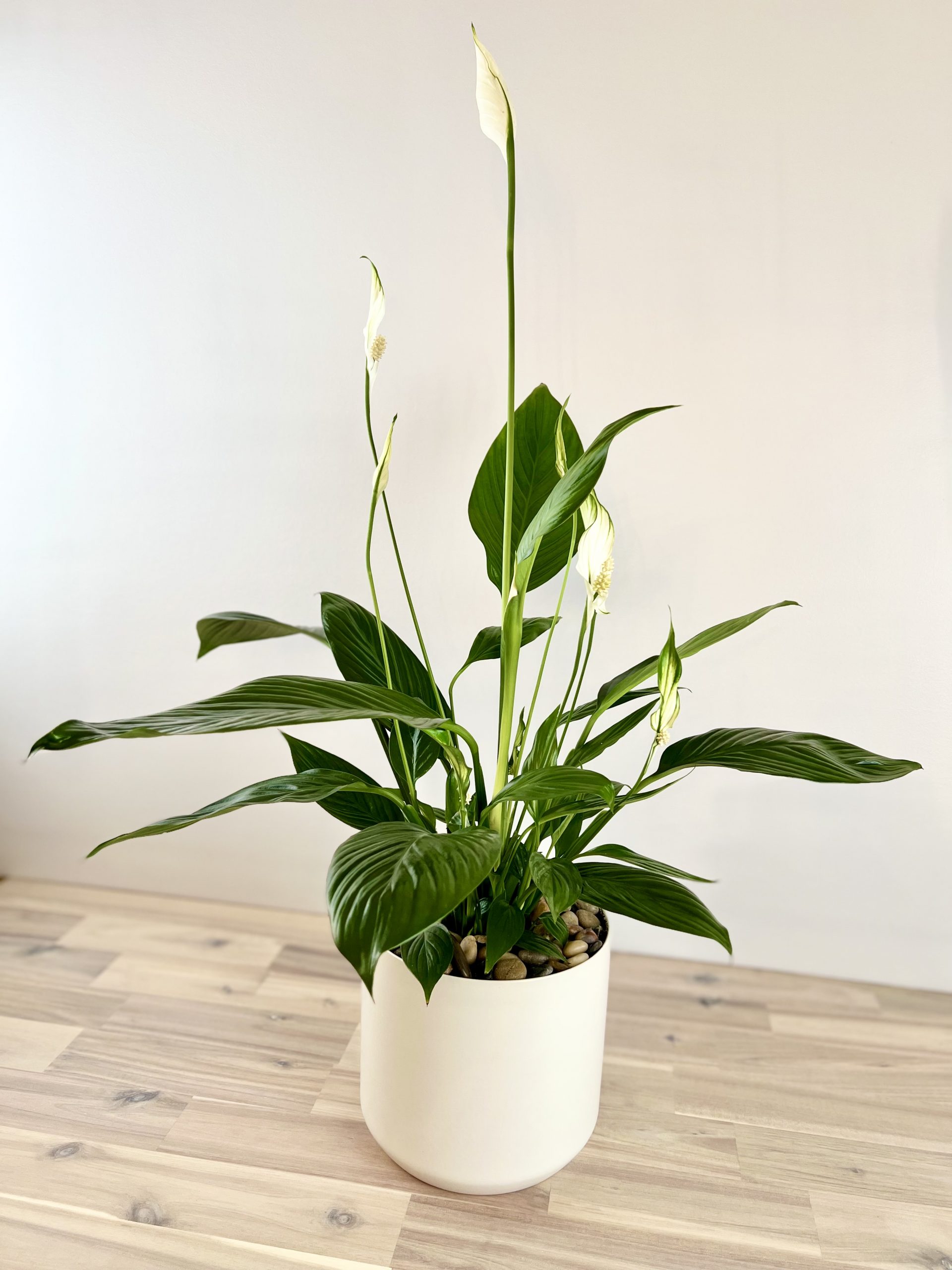 Plant Peace Lily