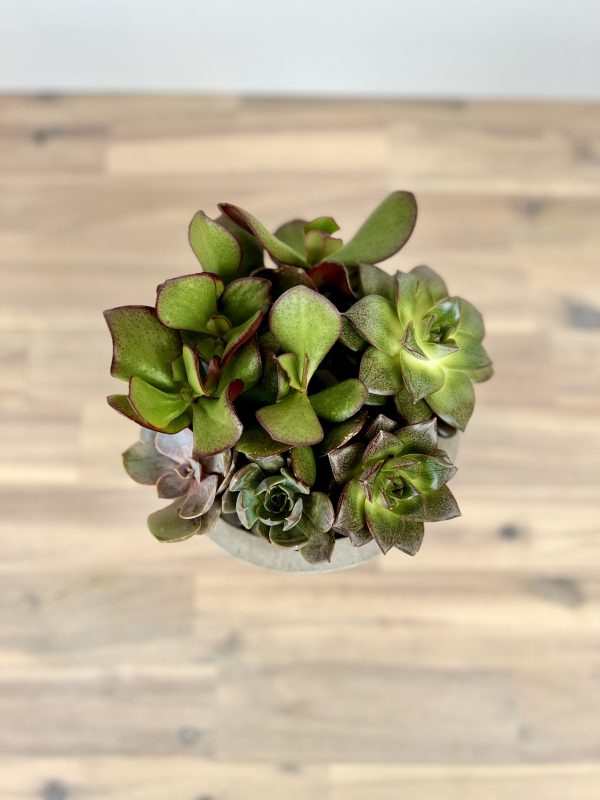 Savvy Succulents - Image 2