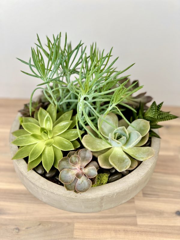 Plant Succulent Obsession