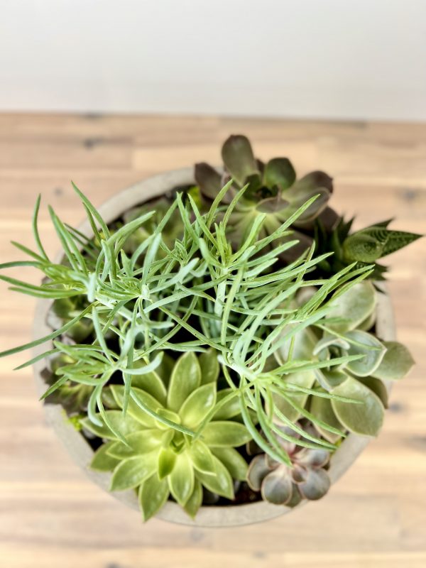 Plant Succulent Obsession - Image 2