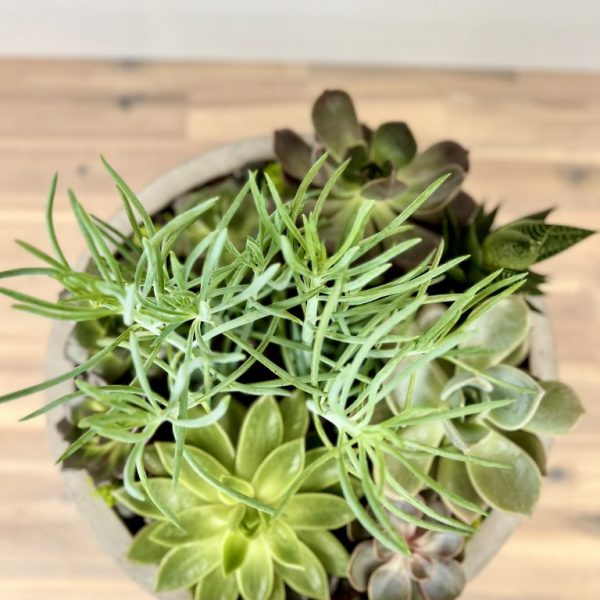 Plant Succulent Obsession