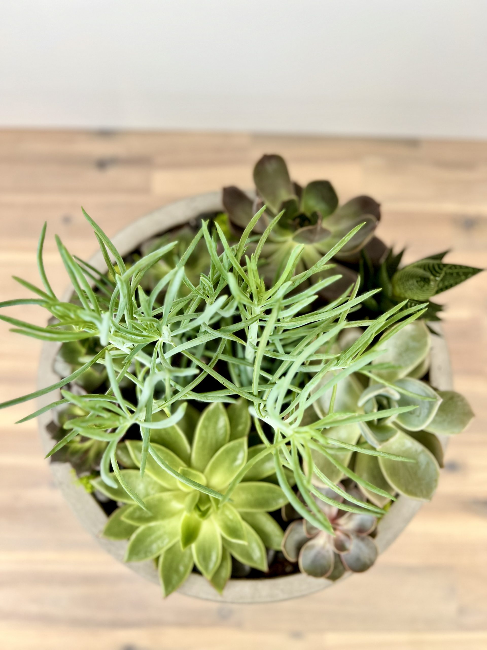 Plant Succulent Obsession