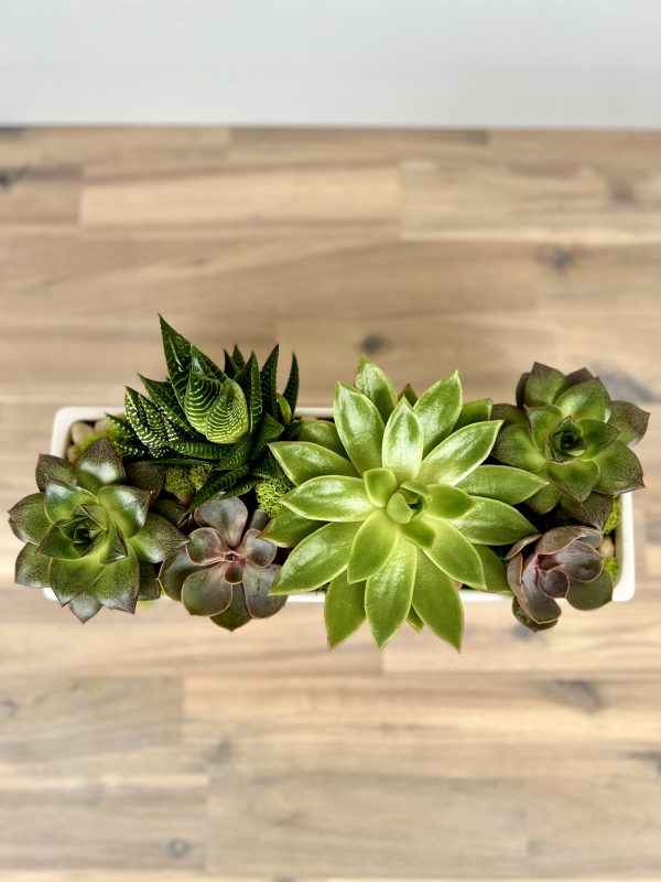 Urban Succulents - Image 2