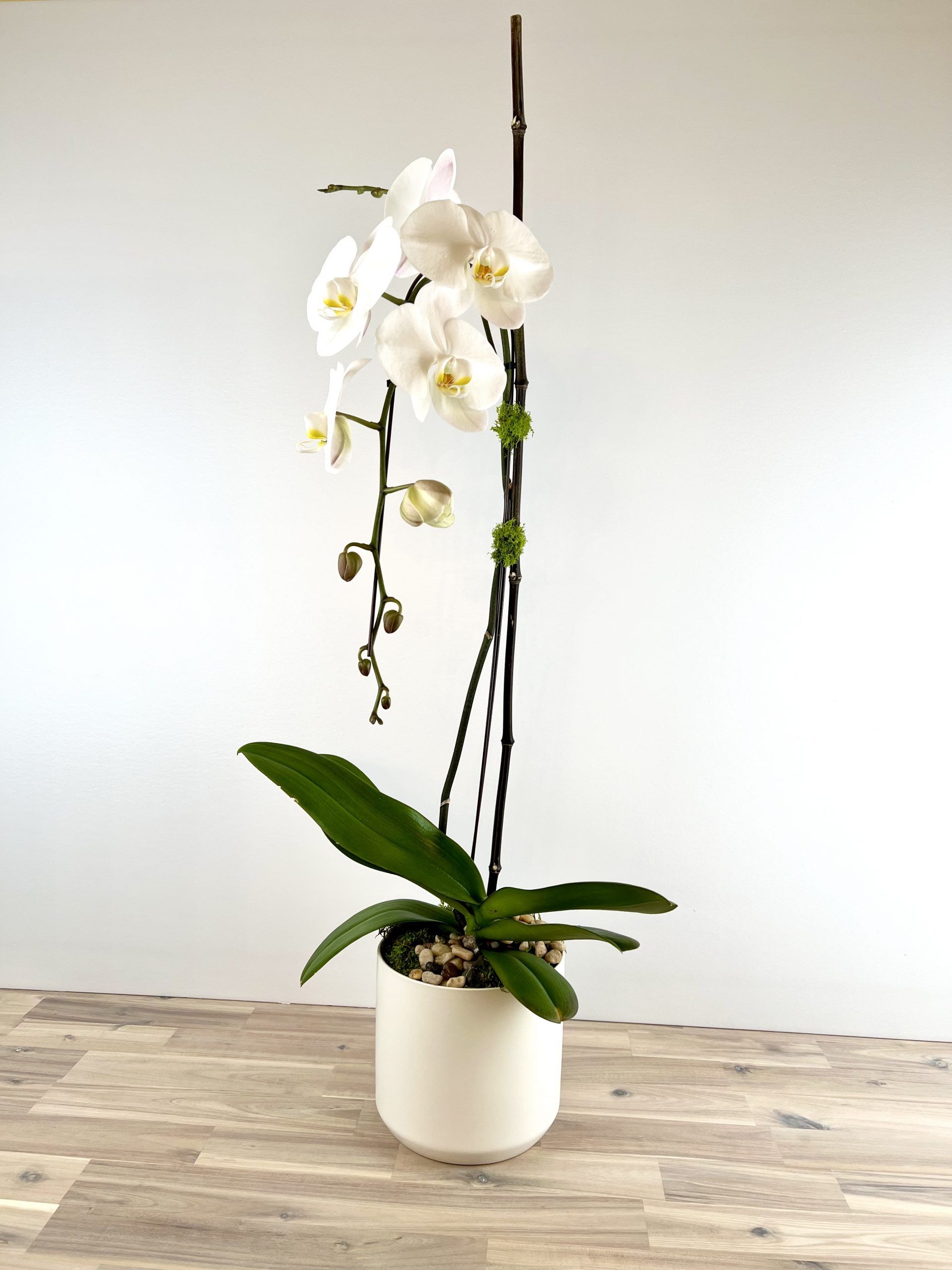 Plant White Phalaenopsis Orchid