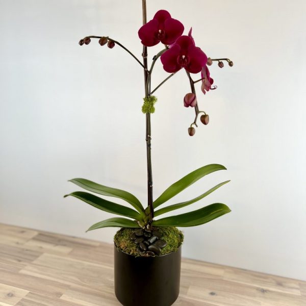 Plant Purple Phalaenopsis Orchid
