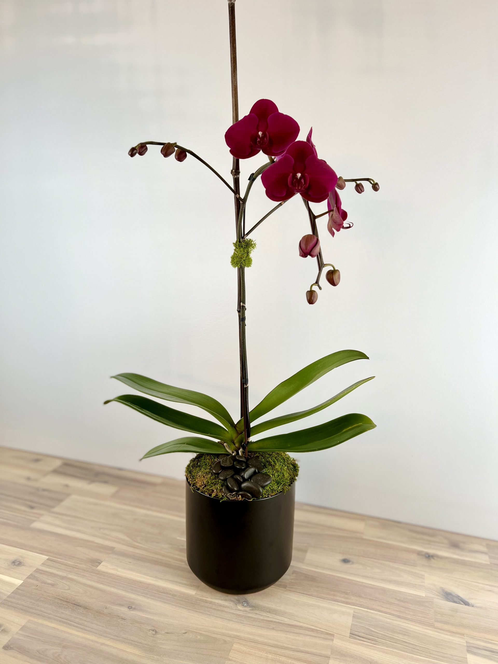 Plant Purple Phalaenopsis Orchid